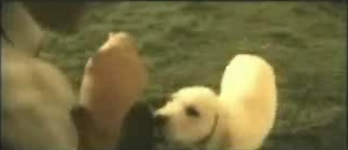 Puppies: Chick Magnets?